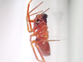 Gongylidium rufipes